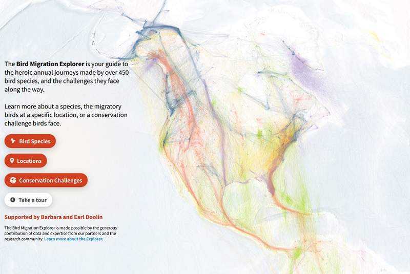 Bird Migration Map